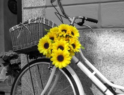 Bicycle decorated with sunflowers. BW image