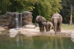 indian elephants at the zoo