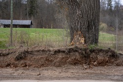 a pit was dug at a large tree trunk and the bark of the tree was torn off