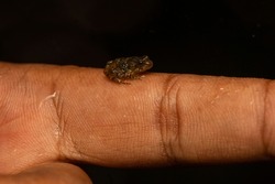Small tiny frog on the finger. Tiny gray treefrog  is native frog on human hand, Macro clear shot closeup details.