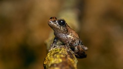 sushil's bush frog, endemic. Tiny frog critically endangered species. Frog on the Tree branch. Cute and tiny frog.  