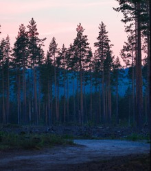 Forest after sunset with fog behind trees. Shot in northern Sweden during a kayaking camping trip. 