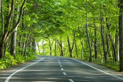 road in green forest