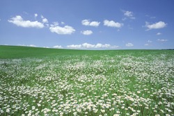 White flower field 