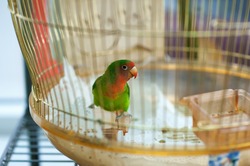 Beautiful colorful parrot in home cage.