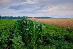 Rural summer field with various cultivated food plants: corn, potatoes, rye and cabbage.
