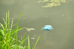 Blue plastic bag floating in the water.