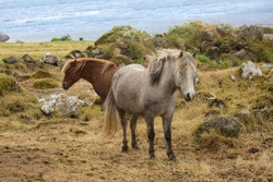 Close up of faroese horses on the Faroe Islands