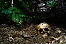 Human skull and bones with old timbers digged from the pit in the dark forest or gravyard,concept of scary crime scene of horror or thriller movies,Halloween theme, visual art ,still life style