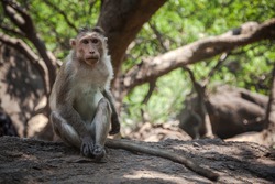 Portrait of indian macaque sitting on a stone  in the jungle of Goa. India.