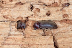 Woodboring beetle, wood borer, anobiidae on damaged wood, extreme close-up