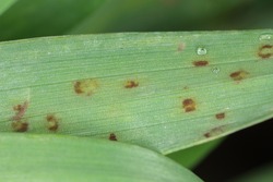 Net blotch of barley - fungal disease on barley. Can cause yield losses from 10% to 40% with a reduction in thousand grain weight. Causes by Pyrenophora teres, Drechslera teres, Helminthosporium teres