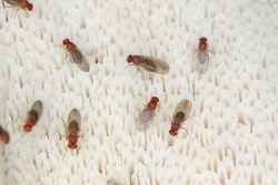 common fruit fly or vinegar fly Drosophila melanogaster is a species of fly in the family Drosophilidae. It is pest of fruits and food made from fruit