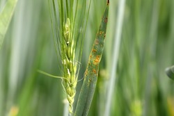 Stem rust, also known as cereal rust, black rust, red rust or red dust, is caused by the fungus Puccinia graminis, which causes significant disease in cereal crops
