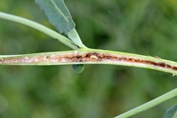 Larva of Ceutorhynchus napi - rape stem weevil in the rape stalk. It is a beetle from family Curculionidae, pest of Brassicaceae, oligophagous.