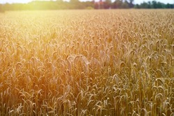 Cereals field. Ears of golden wheat and barley. Beautiful Rural Scenery under Shining Sunlight and blue sky. Background of ripening ears of meadow wheat field. 
