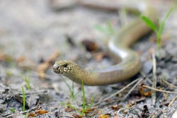 A juvenile Anguis fragilis, also known as a slow worm, slowworm, blind worm or glass lizard, and often mistaken for a snake.