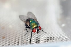 Fly Lucilia caesar common greenbottle blowfly Diptera in close up view while laying eggs.