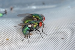 Fly Lucilia caesar common greenbottle blowfly Diptera in close up view while laying eggs.
