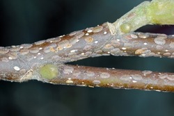 Scale insects (Coccidae) on a magnolia in the garden. They are dangerous pests of various plants. They are commonly known as soft scales, wax scales or tortoise scales. 