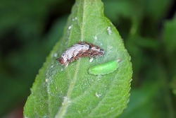 Larva of Hoverflies called flower flies or syrphid flies, make up the insect family Syrphidae.