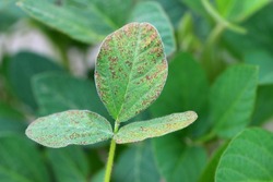 Asian soybean rust (Phakopsora pachyrizi) pustules on the soybean leaf.