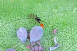 Parasitoid wasp (Aphidius colemanii) ovipositing in Dysaphis pyri - Pear bedstraw aphid, pest of pear trees in orchards and gardens.