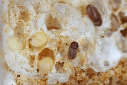 Biscuit, drugstore or bread beetle (Stegobium paniceum) larvae and adults - beetle stored product pest on cookie debris.