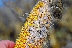 Corn, maize (Zea mays), damage by Fusarium. Germinating seeds on the corn cob.