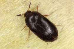 The black carpet beetle Attagenus unicolor Dermestidae family common home pest