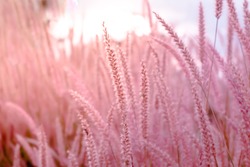 Blurred,Wild grass flower blossom, Beautiful growing and flowers on meadow on Soft focus pastel pink background