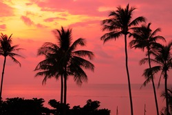 Silhouette of palm trees Beautiful sunset on the tropical sea beach on nature pink background for travel in holiday relax time,