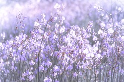 Selective focus of Purple flower blossom on field, Beautiful growing and flowers on meadow blooming in the morning.Soft pastel on nature bokeh background,vintage style