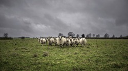 Herd of Sheep in Storm. Spring. UK