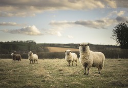 Dorset and Herdwick Sheep in Cotswold Landscape