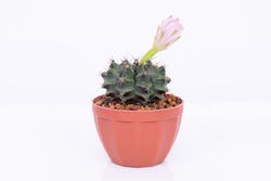 Gymnocalycium mihanovichii cactus with flower on white background