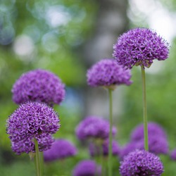 Purple flowers of decorative bow on a natural green blurred background. Selected focus, shallow depth of field. Aflatunsky onion lat: Allium aflatunense.