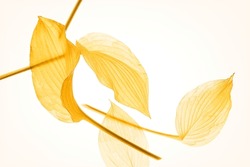 Composition of four autumn yellow leaves on long stems. Translucent tender leaves. Backlight 