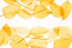 Two rows of translucent autumn yellow leaves. Backlight. Empty space for text