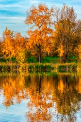 Reflection of autumn trees with orange foliage in the calm waters of the river
