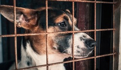 Portrait of sad dog in shelter behind fence waiting to be rescued and adopted to new home. Shelter for animals concept