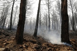 vegetation and trees after forest fire