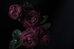 Moody flowers. Roses peony purple on a black background. Blur and selective focus. Low key photo. Extreme Flower Close-up. Copy space