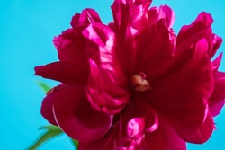 Macro red peony on a blue background. Blur and selective focus. extreme flower close up. Festive floral background 