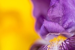Macro photo of petals and villi of purple iris. Yellow-purple color scheme. full frame. Festive floral background with copy space. Blur and selective focus