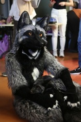 Furry fandom. Fox as pet. Wild animal at home. Silver fox -melanistic form of silver fox (Vulpes vulpes). FoxFamilyFest (Fox Family Fest) 2021. Silver foxes. Cute pet, foxes. Furry foxes. Lovely pet