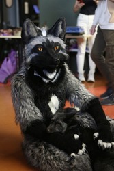 Furry fandom. Fox as pet. Wild animal at home. Silver fox -melanistic form of the red fox (Vulpes vulpes). FoxFamilyFest (Fox Family Fest) 2021. Silver foxes. Cute pet, foxes. Furry foxes. Lovely pet