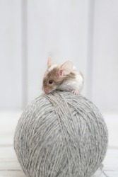 Little pet - mouse and tangle of yarn. Long haired decorative little mouse. Home animal, fun pet. Lovely mice. Bicolor splashed mouse on white background. Decorative satin mouse. Photo of mice, pet