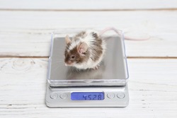 Mouse. Long haired bicolor splashed mouse on scales. Weight. Home animal, fun pet. Lovely mice on white background. Decorative satin mouse. Photo of mice, pet. Angora decorative white and grey mouse