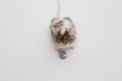 Little pet: mouse with toy. Long haired decorative little mouse. Home animal, fun pet. Cute mice. Bicolor splashed mouse on white background. Decorative satin mouse. Photo of mice, pet. Animal and toy